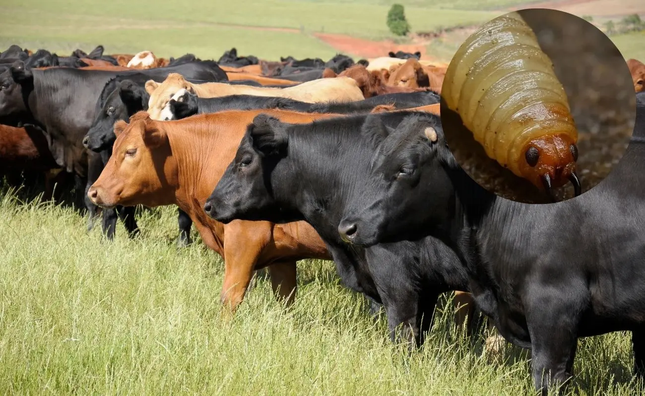¿Cómo actúa el gusano barrenador del ganado? Foto: Canva