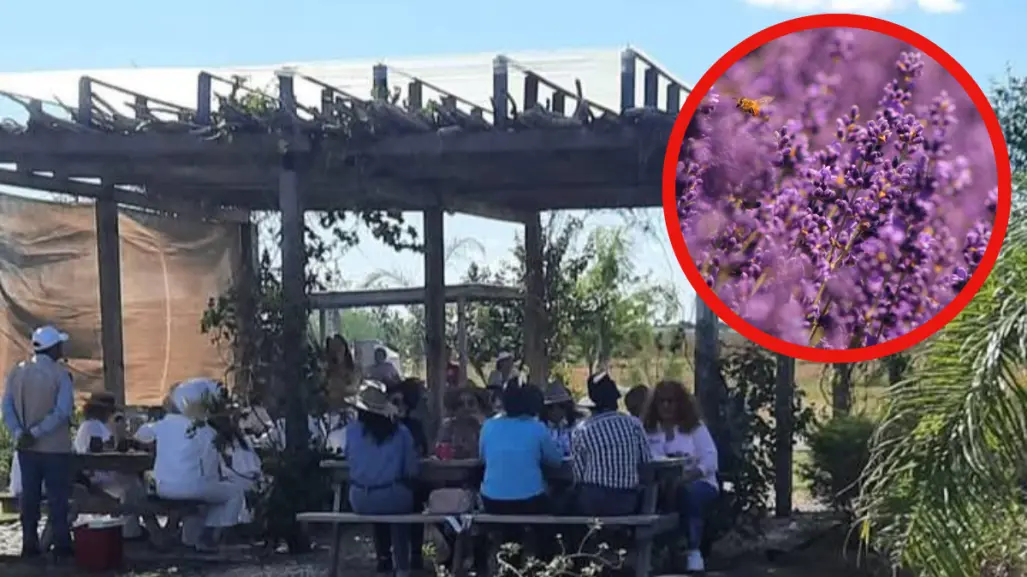 Este hermoso campo de Lavanda es el único de Tamaulipas: ¿en qué municipio está?