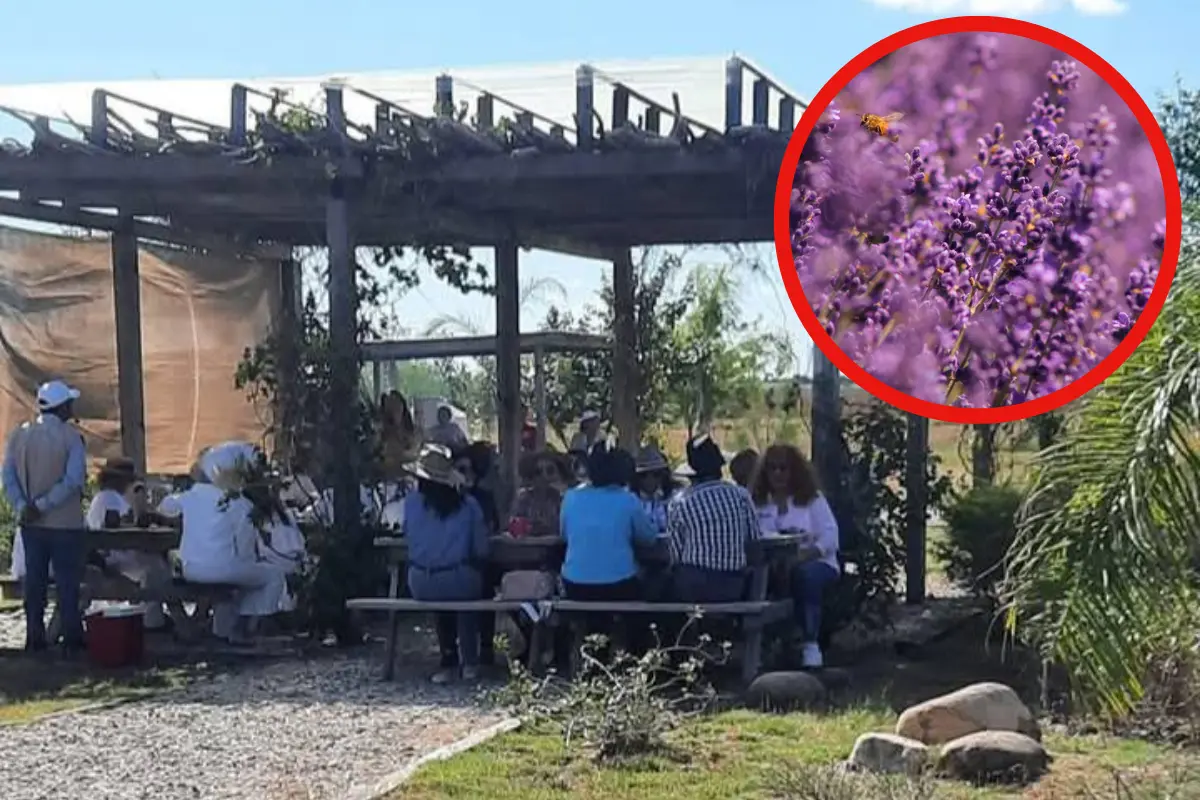 Explora el único Campo de Lavanda en Altamira Tamaulipas y disfruta del agroturismo y la aromaterapia que ofrece. ¡Conoce más aquí