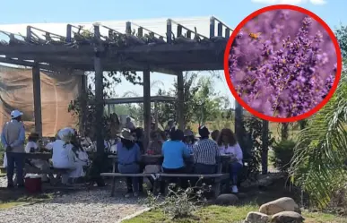 Este hermoso campo de Lavanda es el único de Tamaulipas: ¿en qué municipio está?