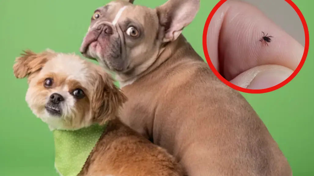3 remedios caseros tamaulipecos para combatir las pulgas en tus mascotas