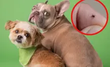 3 remedios caseros tamaulipecos para combatir las pulgas en tus mascotas