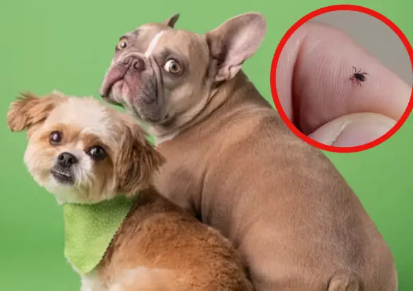 3 remedios caseros tamaulipecos para combatir las pulgas en tus mascotas