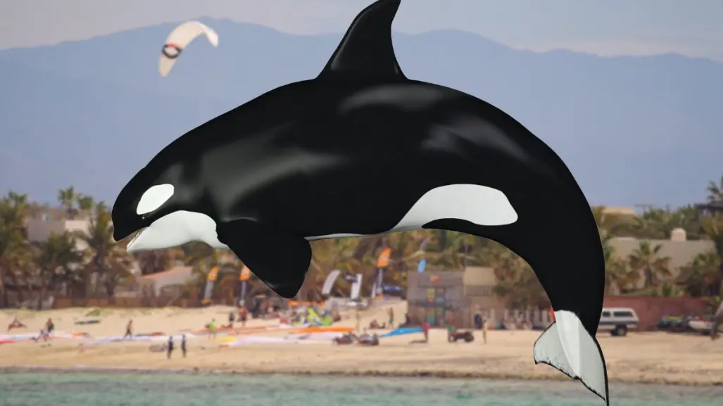 Nadar con orcas en Baja California Sur: ¿qué está pasando en La Ventana?