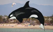 Nadar con orcas en Baja California Sur: ¿qué está pasando en La Ventana?