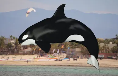 Nadar con orcas en Baja California Sur: ¿qué está pasando en La Ventana?