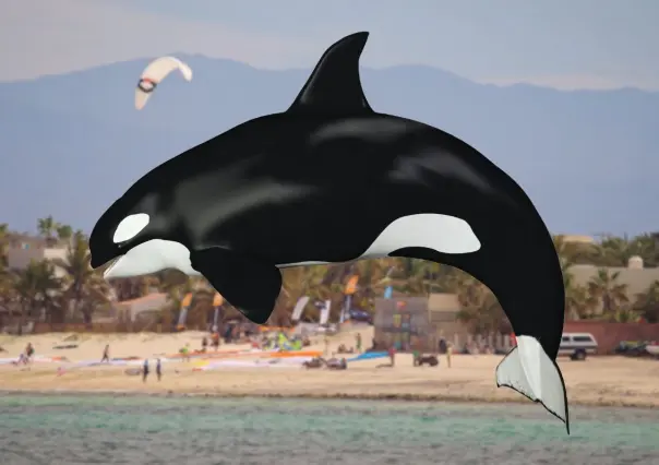 Nadar con orcas en Baja California Sur: ¿qué está pasando en La Ventana?
