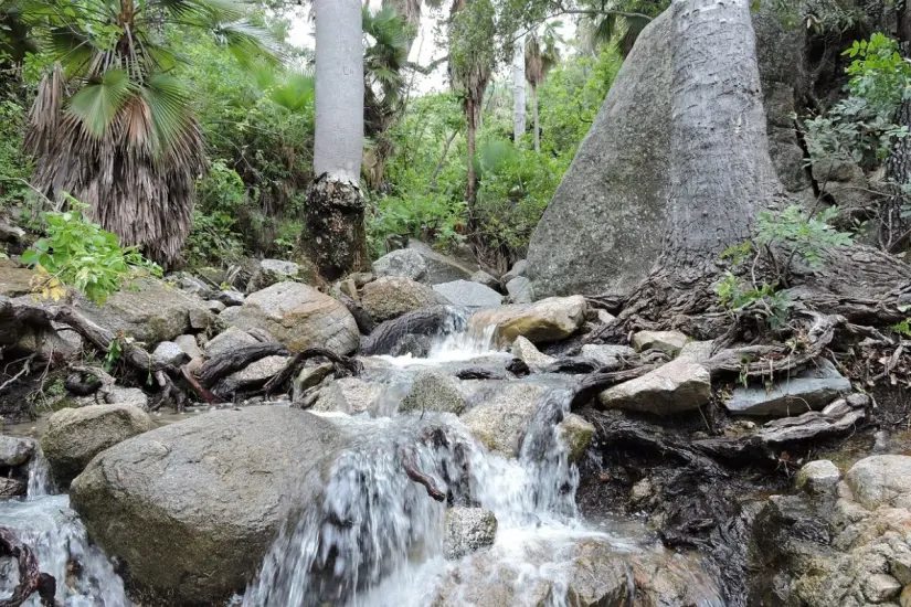 En temporada de lluvias, la sierra se llena de arroyos, pozas y pequeñas cascadas. Foto: CONANP