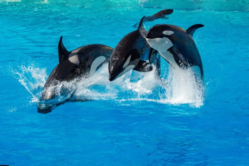 Cada vez más turistas llegan al sur de la península en busca de encuentros cercanos con orcas. Foto: Biblioteca Canva