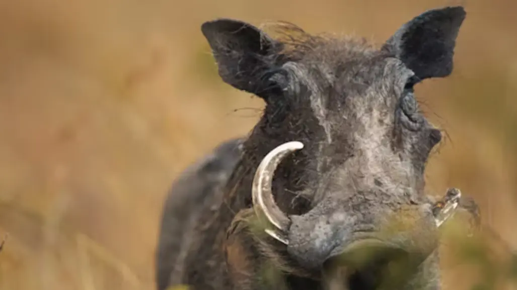 Este animal nativo de Tamaulipas usa su hocico como pala
