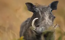 Este animal nativo de Tamaulipas usa su hocico como pala