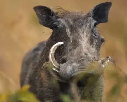 Este animal nativo de Tamaulipas usa su hocico como pala