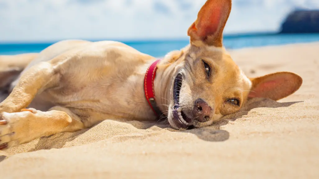 Canícula: 3 consejos para proteger a tus mascotas y evitar un golpe de calor