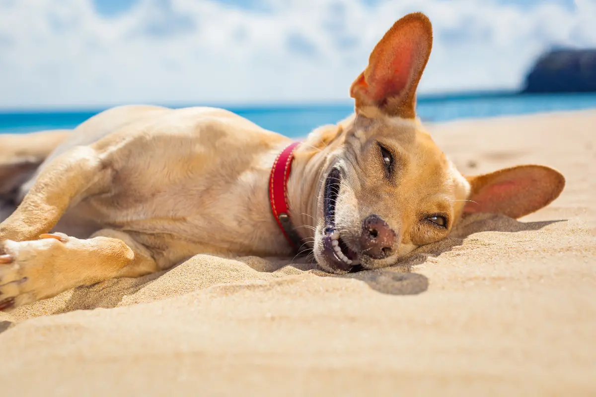 Las mascotas son susceptibles de sufrir golpe de calor, sobre todo si tienen una edad avanzada o sufren alguna enfermedad. Foto: Canva