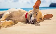 Canícula: 3 consejos para proteger a tus mascotas y evitar un golpe de calor