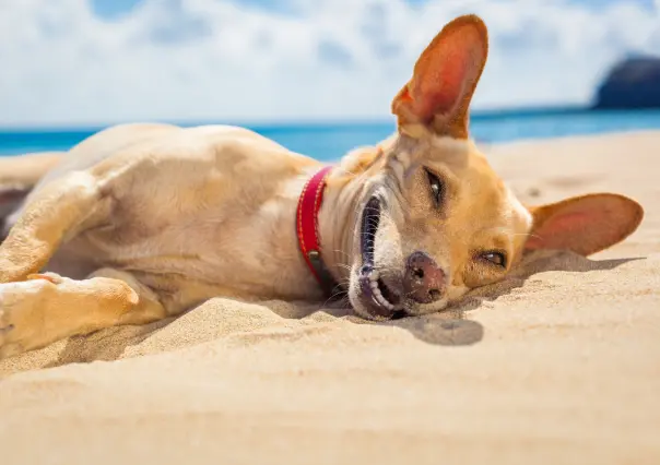 Canícula: 3 consejos para proteger a tus mascotas y evitar un golpe de calor