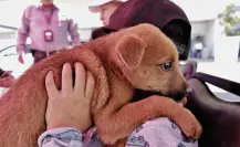 Paso a paso para agendar una cita en la Clínica de Bienestar Animal de Tlaxcala