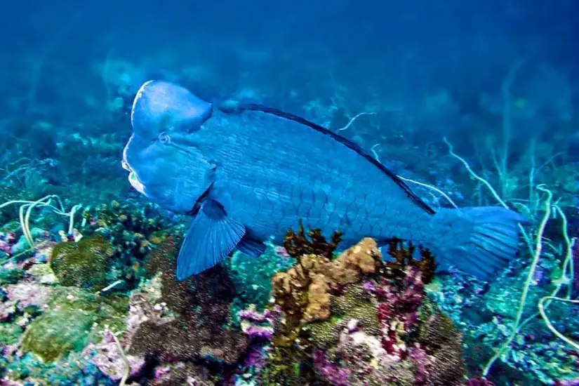 Foto: Monaco Nature Encyclopedia