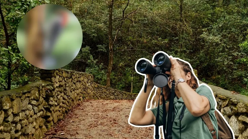 Descubre este animal nativo de Nuevo león que construye despensas en familia en el bosque