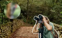 Descubre este animal nativo de Nuevo león que construye despensas en familia en el bosque