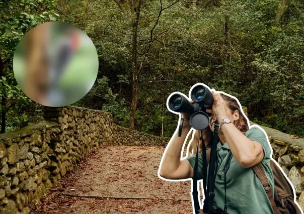 Descubre este animal nativo de Nuevo león que construye despensas en familia en el bosque