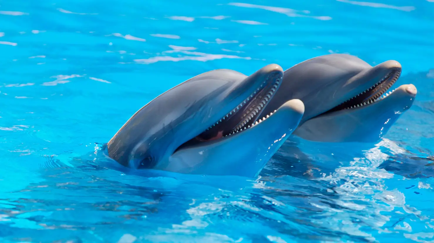 La playa de Oaxaca donde los delfines son visitantes todo el año. Foto: Canva