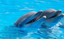 La playa de Oaxaca donde los delfines son visitantes todo el año