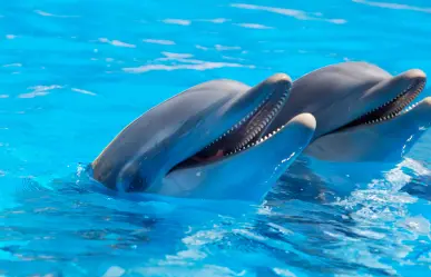 La playa de Oaxaca donde los delfines son visitantes todo el año