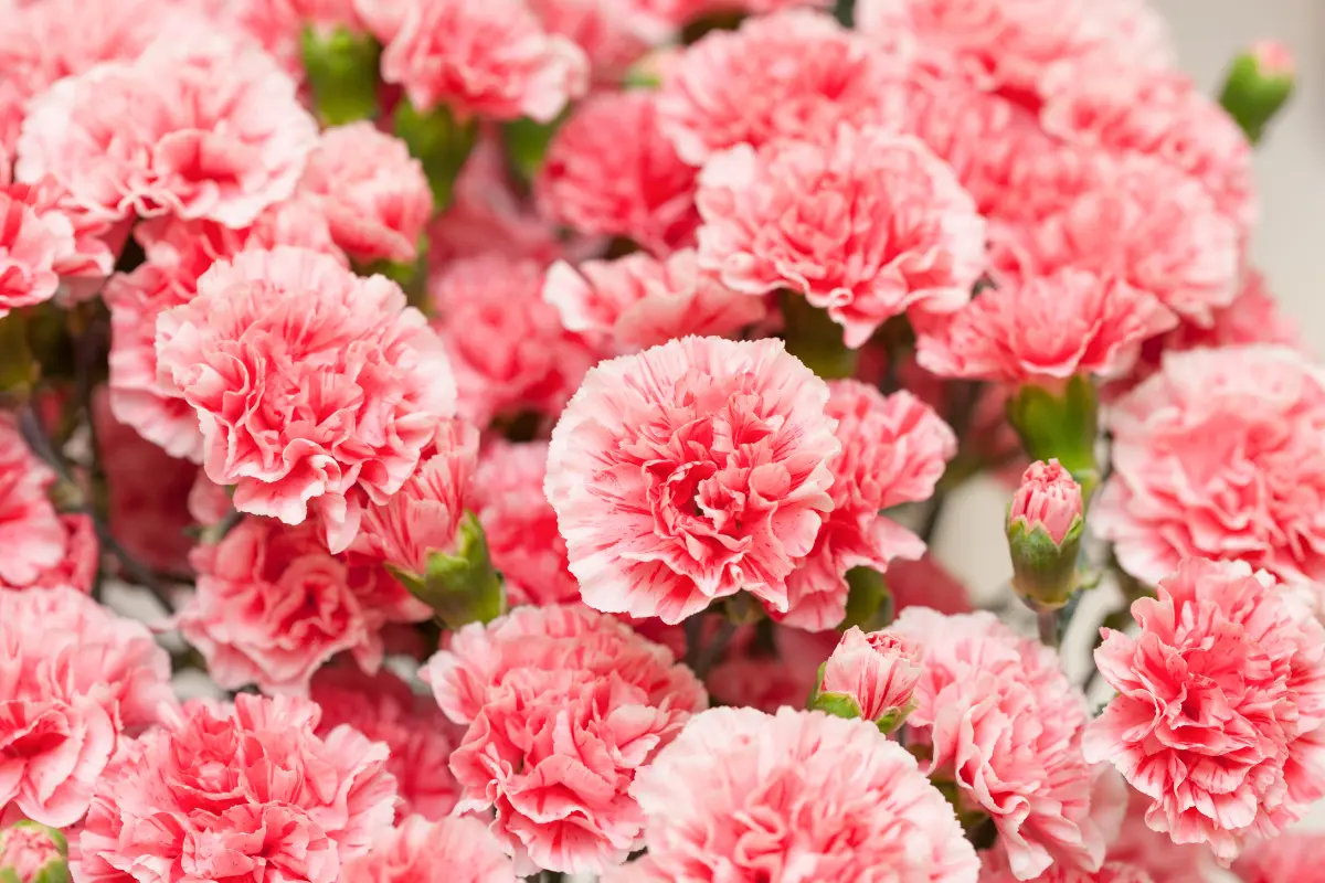 Descubre cómo un fertilizante natural puede conservar el aroma y el color vibrante de tus claveles en pleno verano. Foto: Canva