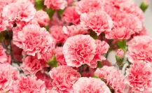 El mejor fertilizante natural para claveles: cómo mantener su aroma y color