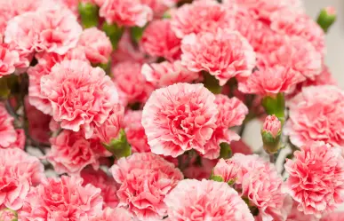 El mejor fertilizante natural para claveles: cómo mantener su aroma y color