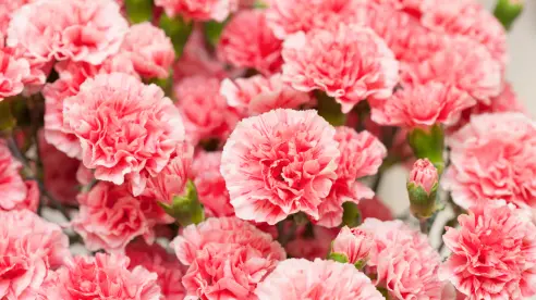 El mejor fertilizante natural para claveles: cómo mantener su aroma y color