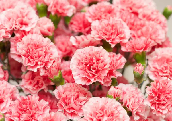 El mejor fertilizante natural para claveles: cómo mantener su aroma y color