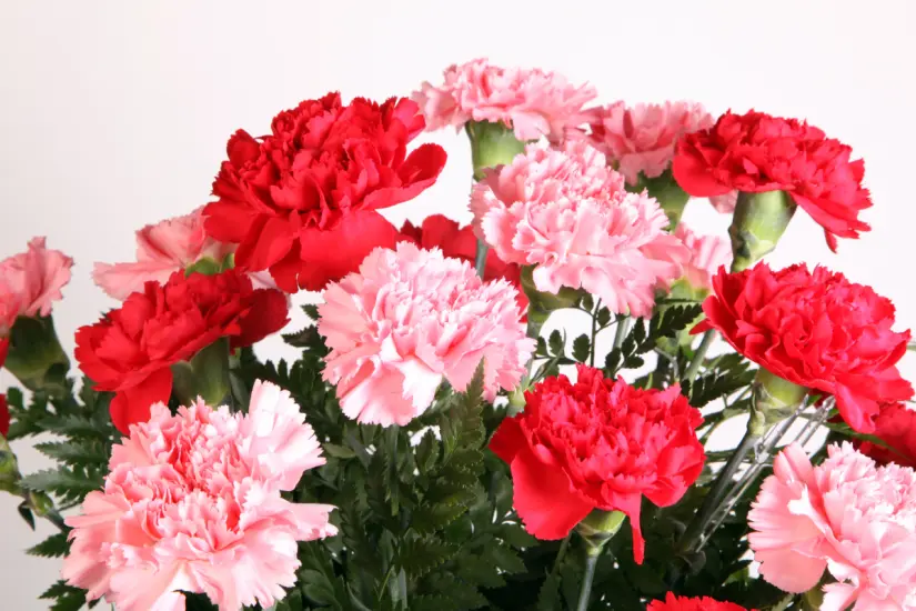 Este fertilizante natural es la clave para mantener claveles hermosos y perfumados durante toda la temporada de verano. Foto: Canva