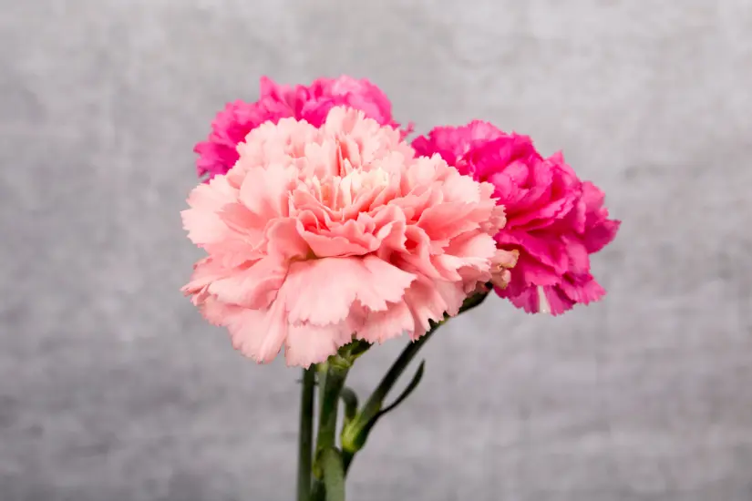 Aprende sobre el fertilizante natural que garantiza la frescura y el color de tus claveles a lo largo del verano. Foto: Canva