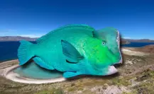 El pez más colorido del Mar de Cortés que pocos han visto bajo el agua