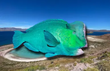 El pez más colorido del Mar de Cortés que pocos han visto bajo el agua
