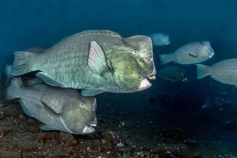 Foto: Monaco Nature Encyclopedia