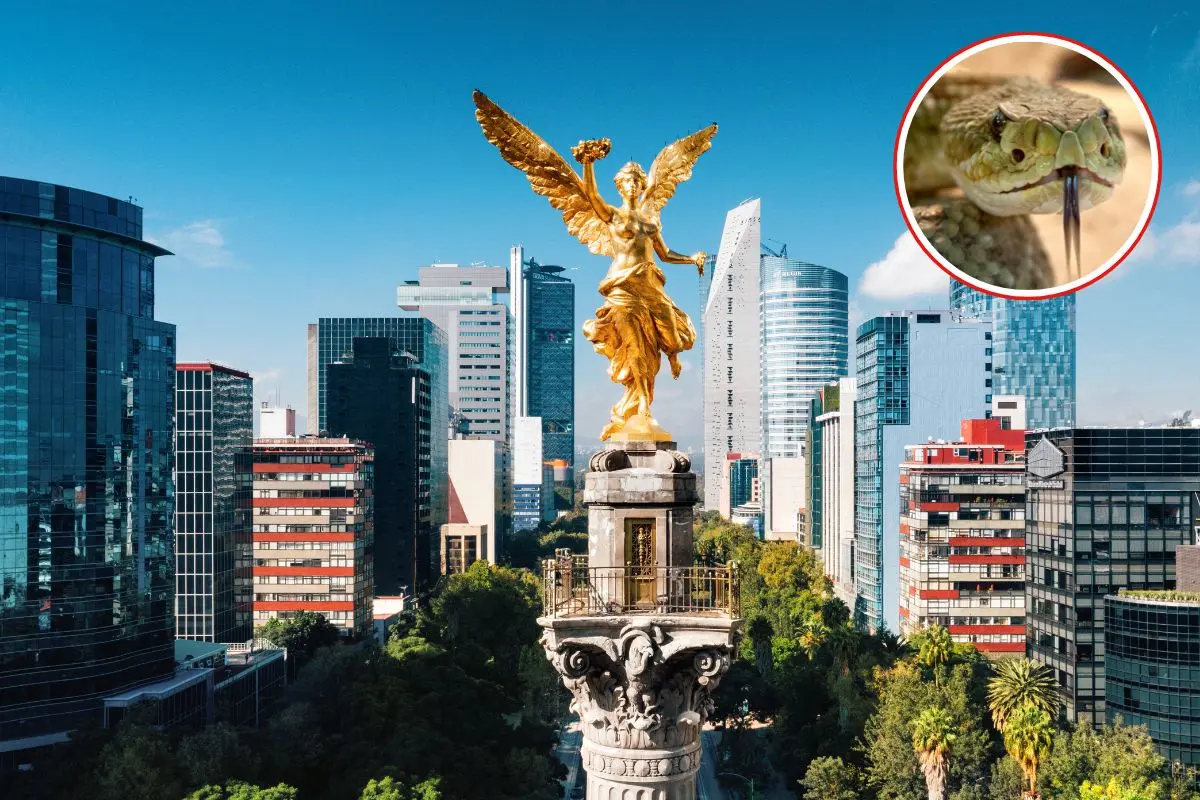 Vista aérea del Paseo de la Reforma, una serpiente. Foto: Canva