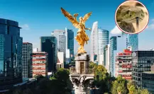 5 serpientes nativas que viven en zonas de CDMX y su mordida puede ser muy peligrosa