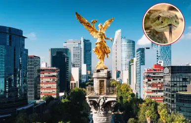 5 serpientes nativas que viven en zonas de CDMX y su mordida puede ser muy peligrosa