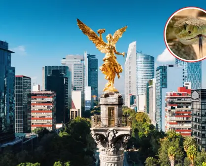 5 serpientes nativas que viven en zonas de CDMX y su mordida puede ser muy peligrosa