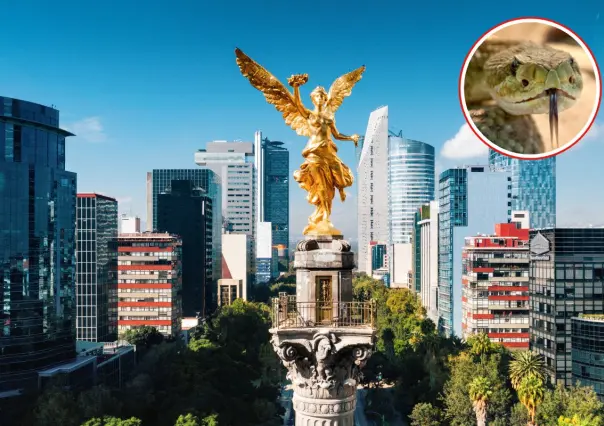 5 serpientes nativas que viven en zonas de CDMX y su mordida puede ser muy peligrosa