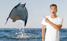 Este es el único municipio de BCS con playas donde saltan mantarrayas