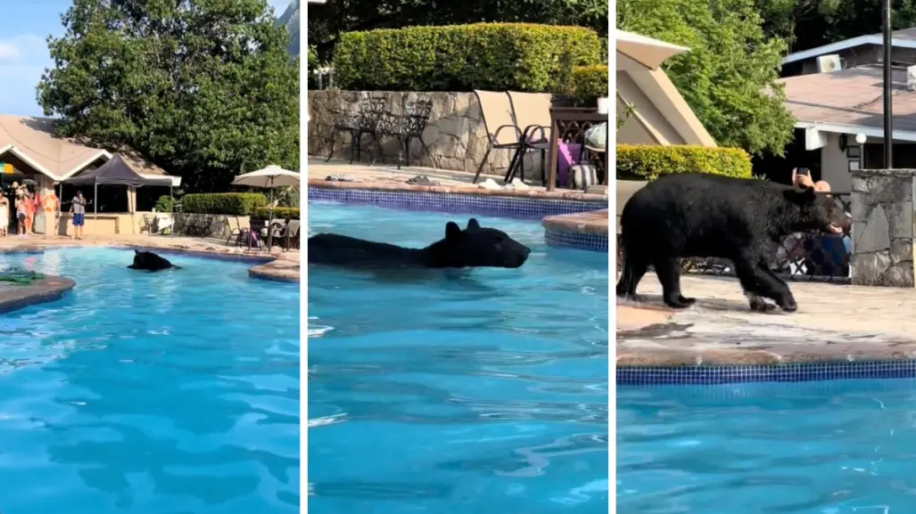 VIDEO I Oso se refresca en alberca de residencia de Chipinque
