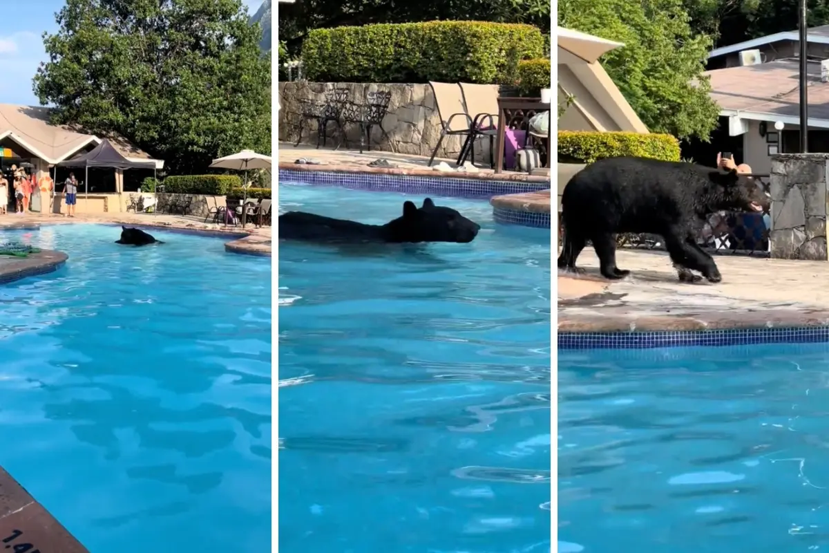 Un oso negro tomando en una alberca en el municipio de San Pedro. Foto: Composición Canva