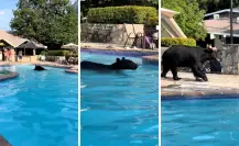 VIDEO I Oso se refresca en alberca de residencia de Chipinque
