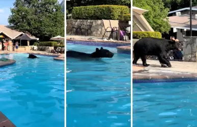 VIDEO I Oso se refresca en alberca de residencia de Chipinque