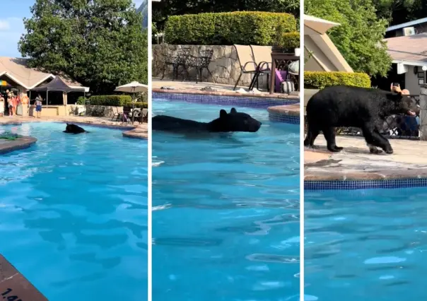 VIDEO I Oso se refresca en alberca de residencia de Chipinque