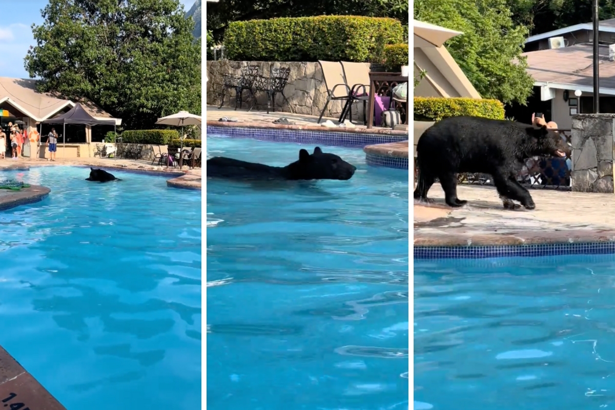 VIDEO I Oso se refresca en alberca de residencia de Chipinque